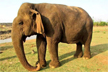 Asia’s oldest elephant ’Vatsala’ dies aged 100+ in Madhya Pradesh